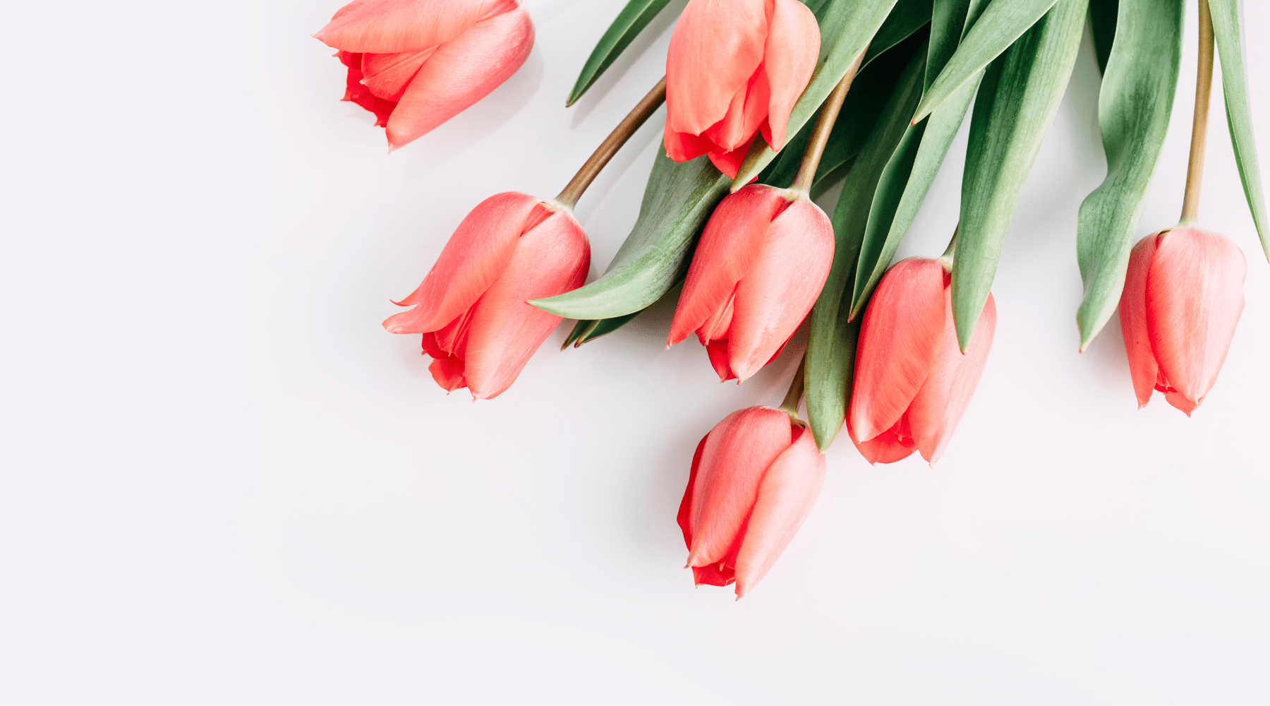 Welcome to Bloom Diaries - Daily Bloom